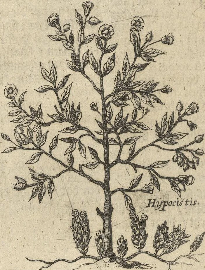 An illustration from Museum Museorum, Oder Vollständige Schau-Bühne Aller Materialien und Specereÿen: Nebst deren Natürlichen Beschreibung/ Election, Nutzen und Gebrauch/ Aus andern Material- Kunst- und Naturalien-Kammern/ Oost- und West-Indischen Reiß-Beschreibungen/ Curiosen Zeit- und Tag-Registern/ Natur- und Artzney-Kündigern/ wie auch selbst-eigenen Erfahrung ..., 1704, leaf 428