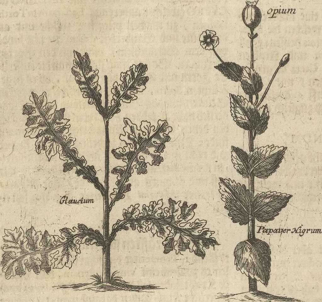 An illustration from Museum Museorum, Oder Vollständige Schau-Bühne Aller Materialien und Specereÿen: Nebst deren Natürlichen Beschreibung/ Election, Nutzen und Gebrauch/ Aus andern Material- Kunst- und Naturalien-Kammern/ Oost- und West-Indischen Reiß-Beschreibungen/ Curiosen Zeit- und Tag-Registern/ Natur- und Artzney-Kündigern/ wie auch selbst-eigenen Erfahrung ..., 1704, leaf 430