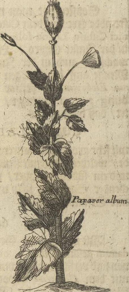 An illustration from Museum Museorum, Oder Vollständige Schau-Bühne Aller Materialien und Specereÿen: Nebst deren Natürlichen Beschreibung/ Election, Nutzen und Gebrauch/ Aus andern Material- Kunst- und Naturalien-Kammern/ Oost- und West-Indischen Reiß-Beschreibungen/ Curiosen Zeit- und Tag-Registern/ Natur- und Artzney-Kündigern/ wie auch selbst-eigenen Erfahrung ..., 1704, leaf 430