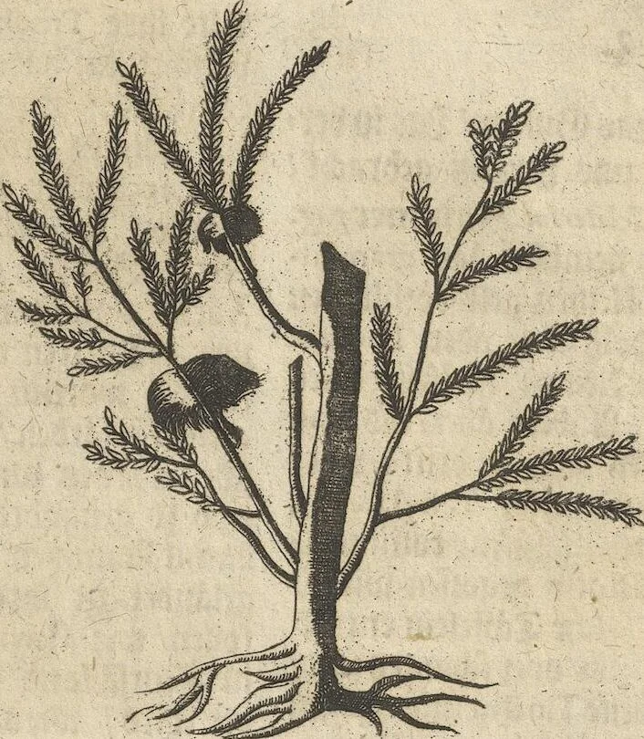 An illustration from Museum Museorum, Oder Vollständige Schau-Bühne Aller Materialien und Specereÿen: Nebst deren Natürlichen Beschreibung/ Election, Nutzen und Gebrauch/ Aus andern Material- Kunst- und Naturalien-Kammern/ Oost- und West-Indischen Reiß-Beschreibungen/ Curiosen Zeit- und Tag-Registern/ Natur- und Artzney-Kündigern/ wie auch selbst-eigenen Erfahrung ..., 1704, leaf 433