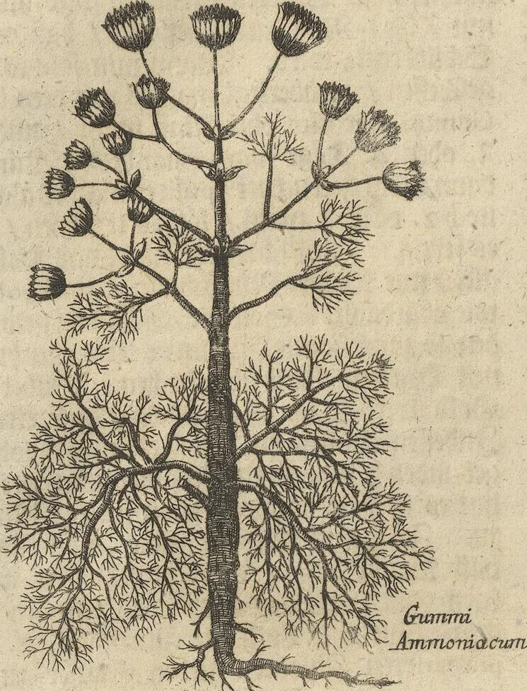 An illustration from Museum Museorum, Oder Vollständige Schau-Bühne Aller Materialien und Specereÿen: Nebst deren Natürlichen Beschreibung/ Election, Nutzen und Gebrauch/ Aus andern Material- Kunst- und Naturalien-Kammern/ Oost- und West-Indischen Reiß-Beschreibungen/ Curiosen Zeit- und Tag-Registern/ Natur- und Artzney-Kündigern/ wie auch selbst-eigenen Erfahrung ..., 1704, leaf 436