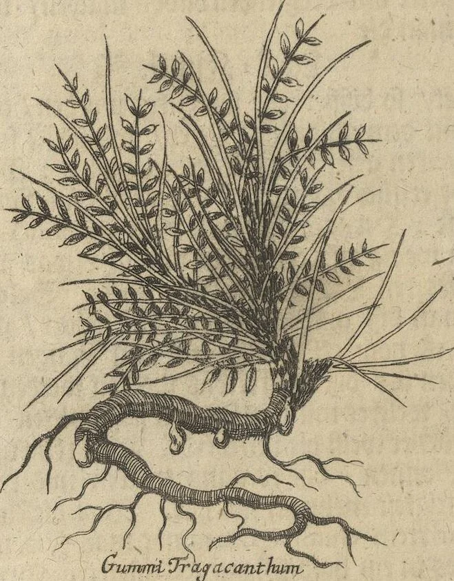 An illustration from Museum Museorum, Oder Vollständige Schau-Bühne Aller Materialien und Specereÿen: Nebst deren Natürlichen Beschreibung/ Election, Nutzen und Gebrauch/ Aus andern Material- Kunst- und Naturalien-Kammern/ Oost- und West-Indischen Reiß-Beschreibungen/ Curiosen Zeit- und Tag-Registern/ Natur- und Artzney-Kündigern/ wie auch selbst-eigenen Erfahrung ..., 1704, leaf 436