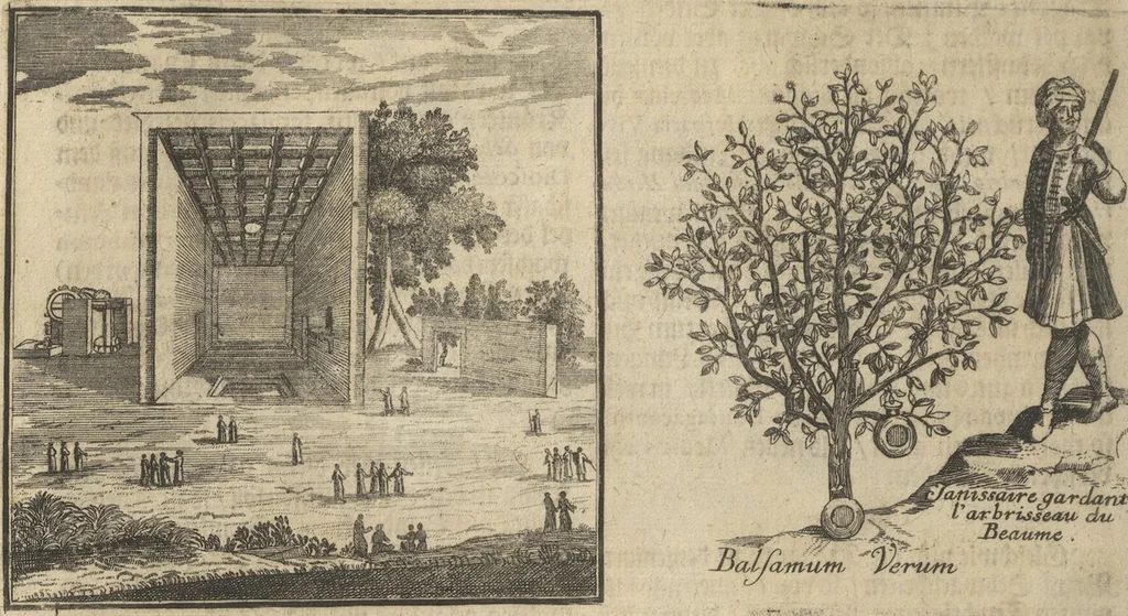 An illustration from Museum Museorum, Oder Vollständige Schau-Bühne Aller Materialien und Specereÿen: Nebst deren Natürlichen Beschreibung/ Election, Nutzen und Gebrauch/ Aus andern Material- Kunst- und Naturalien-Kammern/ Oost- und West-Indischen Reiß-Beschreibungen/ Curiosen Zeit- und Tag-Registern/ Natur- und Artzney-Kündigern/ wie auch selbst-eigenen Erfahrung ..., 1704, leaf 438