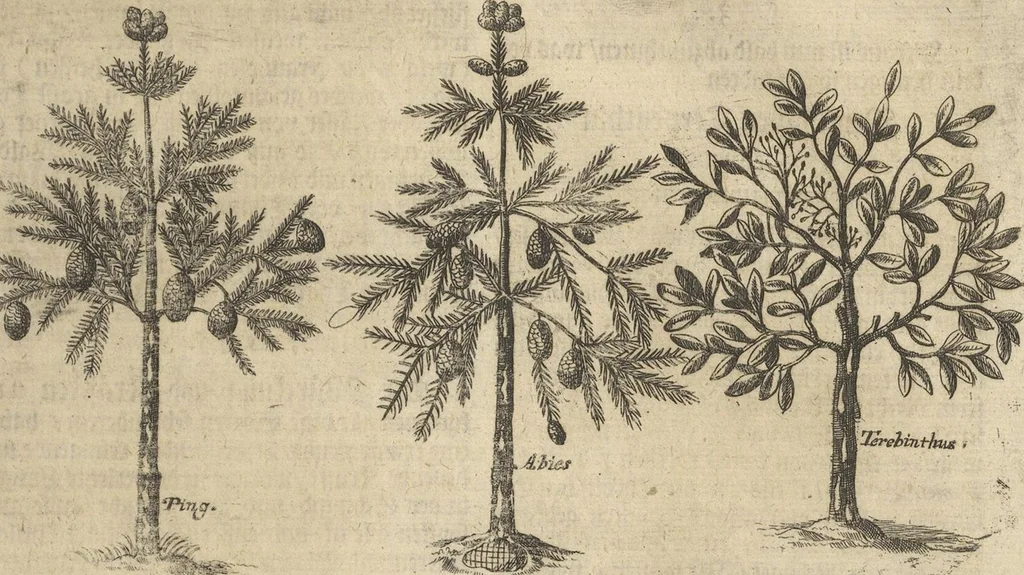 An illustration from Museum Museorum, Oder Vollständige Schau-Bühne Aller Materialien und Specereÿen: Nebst deren Natürlichen Beschreibung/ Election, Nutzen und Gebrauch/ Aus andern Material- Kunst- und Naturalien-Kammern/ Oost- und West-Indischen Reiß-Beschreibungen/ Curiosen Zeit- und Tag-Registern/ Natur- und Artzney-Kündigern/ wie auch selbst-eigenen Erfahrung ..., 1704, leaf 443