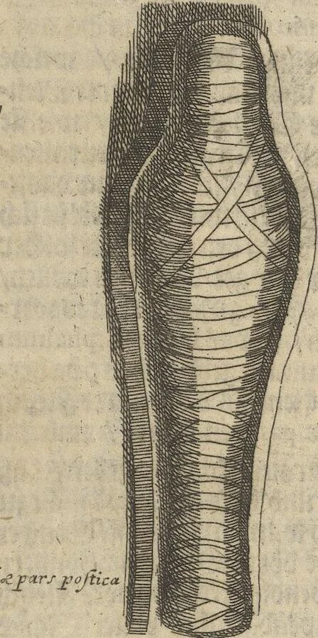 An illustration from Museum Museorum, Oder Vollständige Schau-Bühne Aller Materialien und Specereÿen: Nebst deren Natürlichen Beschreibung/ Election, Nutzen und Gebrauch/ Aus andern Material- Kunst- und Naturalien-Kammern/ Oost- und West-Indischen Reiß-Beschreibungen/ Curiosen Zeit- und Tag-Registern/ Natur- und Artzney-Kündigern/ wie auch selbst-eigenen Erfahrung ..., 1704, leaf 453