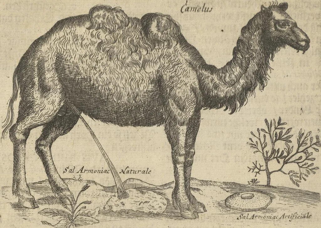 An illustration from Museum Museorum, Oder Vollständige Schau-Bühne Aller Materialien und Specereÿen: Nebst deren Natürlichen Beschreibung/ Election, Nutzen und Gebrauch/ Aus andern Material- Kunst- und Naturalien-Kammern/ Oost- und West-Indischen Reiß-Beschreibungen/ Curiosen Zeit- und Tag-Registern/ Natur- und Artzney-Kündigern/ wie auch selbst-eigenen Erfahrung ..., 1704, leaf 462