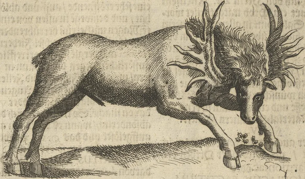 An illustration from Museum Museorum, Oder Vollständige Schau-Bühne Aller Materialien und Specereÿen: Nebst deren Natürlichen Beschreibung/ Election, Nutzen und Gebrauch/ Aus andern Material- Kunst- und Naturalien-Kammern/ Oost- und West-Indischen Reiß-Beschreibungen/ Curiosen Zeit- und Tag-Registern/ Natur- und Artzney-Kündigern/ wie auch selbst-eigenen Erfahrung ..., 1704, leaf 464