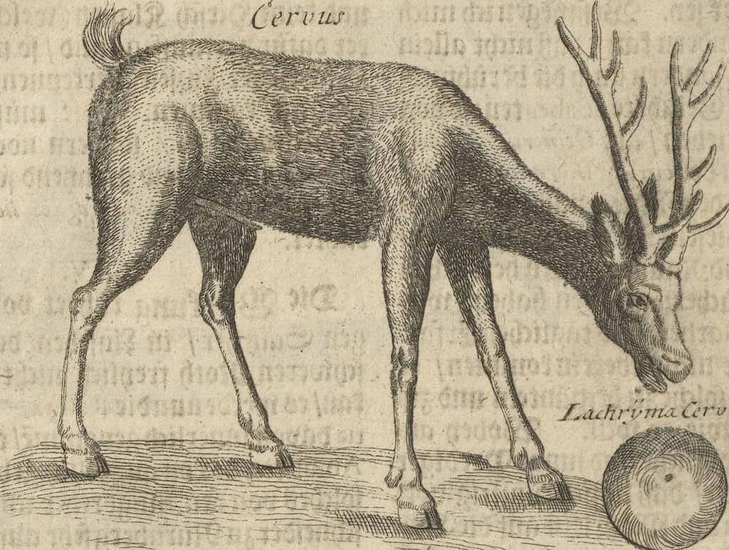 An illustration from Museum Museorum, Oder Vollständige Schau-Bühne Aller Materialien und Specereÿen: Nebst deren Natürlichen Beschreibung/ Election, Nutzen und Gebrauch/ Aus andern Material- Kunst- und Naturalien-Kammern/ Oost- und West-Indischen Reiß-Beschreibungen/ Curiosen Zeit- und Tag-Registern/ Natur- und Artzney-Kündigern/ wie auch selbst-eigenen Erfahrung ..., 1704, leaf 466