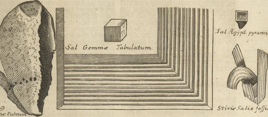 An illustration from Museum Museorum, Oder Vollständige Schau-Bühne Aller Materialien und Specereÿen: Nebst deren Natürlichen Beschreibung/ Election, Nutzen und Gebrauch/ Aus andern Material- Kunst- und Naturalien-Kammern/ Oost- und West-Indischen Reiß-Beschreibungen/ Curiosen Zeit- und Tag-Registern/ Natur- und Artzney-Kündigern/ wie auch selbst-eigenen Erfahrung ..., 1704, leaf 47