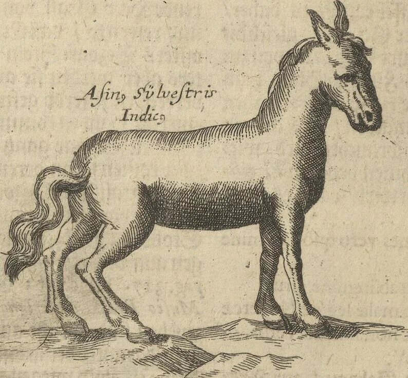 An illustration from Museum Museorum, Oder Vollständige Schau-Bühne Aller Materialien und Specereÿen: Nebst deren Natürlichen Beschreibung/ Election, Nutzen und Gebrauch/ Aus andern Material- Kunst- und Naturalien-Kammern/ Oost- und West-Indischen Reiß-Beschreibungen/ Curiosen Zeit- und Tag-Registern/ Natur- und Artzney-Kündigern/ wie auch selbst-eigenen Erfahrung ..., 1704, leaf 474