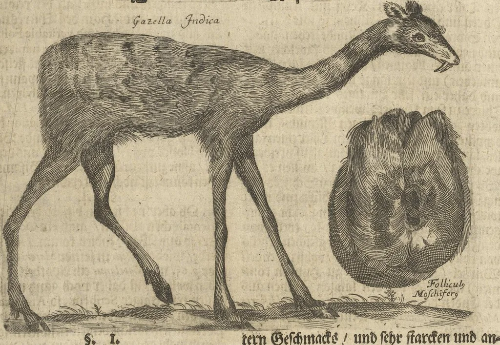 An illustration from Museum Museorum, Oder Vollständige Schau-Bühne Aller Materialien und Specereÿen: Nebst deren Natürlichen Beschreibung/ Election, Nutzen und Gebrauch/ Aus andern Material- Kunst- und Naturalien-Kammern/ Oost- und West-Indischen Reiß-Beschreibungen/ Curiosen Zeit- und Tag-Registern/ Natur- und Artzney-Kündigern/ wie auch selbst-eigenen Erfahrung ..., 1704, leaf 477