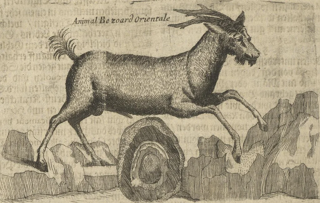 An illustration from Museum Museorum, Oder Vollständige Schau-Bühne Aller Materialien und Specereÿen: Nebst deren Natürlichen Beschreibung/ Election, Nutzen und Gebrauch/ Aus andern Material- Kunst- und Naturalien-Kammern/ Oost- und West-Indischen Reiß-Beschreibungen/ Curiosen Zeit- und Tag-Registern/ Natur- und Artzney-Kündigern/ wie auch selbst-eigenen Erfahrung ..., 1704, leaf 480