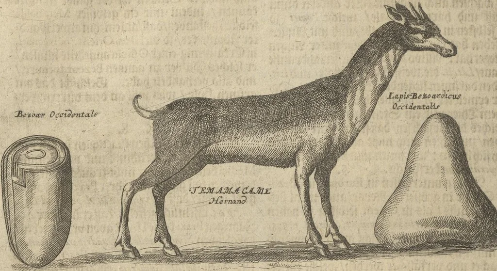 An illustration from Museum Museorum, Oder Vollständige Schau-Bühne Aller Materialien und Specereÿen: Nebst deren Natürlichen Beschreibung/ Election, Nutzen und Gebrauch/ Aus andern Material- Kunst- und Naturalien-Kammern/ Oost- und West-Indischen Reiß-Beschreibungen/ Curiosen Zeit- und Tag-Registern/ Natur- und Artzney-Kündigern/ wie auch selbst-eigenen Erfahrung ..., 1704, leaf 482