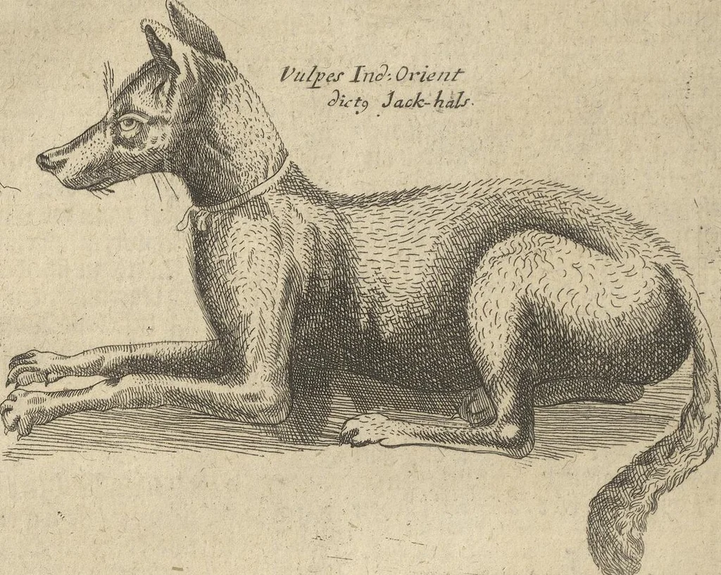 An illustration from Museum Museorum, Oder Vollständige Schau-Bühne Aller Materialien und Specereÿen: Nebst deren Natürlichen Beschreibung/ Election, Nutzen und Gebrauch/ Aus andern Material- Kunst- und Naturalien-Kammern/ Oost- und West-Indischen Reiß-Beschreibungen/ Curiosen Zeit- und Tag-Registern/ Natur- und Artzney-Kündigern/ wie auch selbst-eigenen Erfahrung ..., 1704, leaf 488