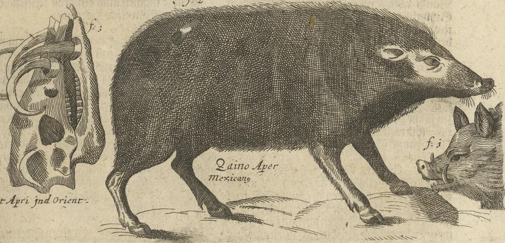 An illustration from Museum Museorum, Oder Vollständige Schau-Bühne Aller Materialien und Specereÿen: Nebst deren Natürlichen Beschreibung/ Election, Nutzen und Gebrauch/ Aus andern Material- Kunst- und Naturalien-Kammern/ Oost- und West-Indischen Reiß-Beschreibungen/ Curiosen Zeit- und Tag-Registern/ Natur- und Artzney-Kündigern/ wie auch selbst-eigenen Erfahrung ..., 1704, leaf 489