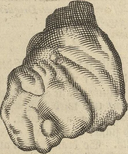 An illustration from Museum Museorum, Oder Vollständige Schau-Bühne Aller Materialien und Specereÿen: Nebst deren Natürlichen Beschreibung/ Election, Nutzen und Gebrauch/ Aus andern Material- Kunst- und Naturalien-Kammern/ Oost- und West-Indischen Reiß-Beschreibungen/ Curiosen Zeit- und Tag-Registern/ Natur- und Artzney-Kündigern/ wie auch selbst-eigenen Erfahrung ..., 1704, leaf 49