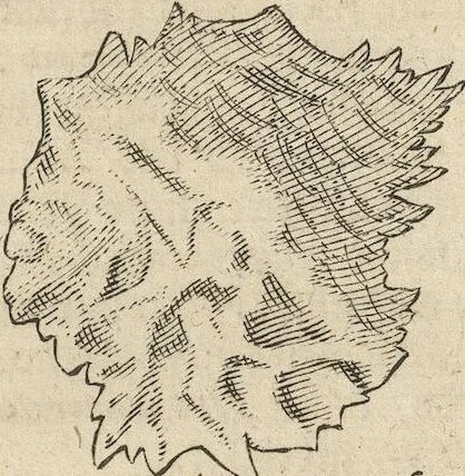 An illustration from Museum Museorum, Oder Vollständige Schau-Bühne Aller Materialien und Specereÿen: Nebst deren Natürlichen Beschreibung/ Election, Nutzen und Gebrauch/ Aus andern Material- Kunst- und Naturalien-Kammern/ Oost- und West-Indischen Reiß-Beschreibungen/ Curiosen Zeit- und Tag-Registern/ Natur- und Artzney-Kündigern/ wie auch selbst-eigenen Erfahrung ..., 1704, leaf 49