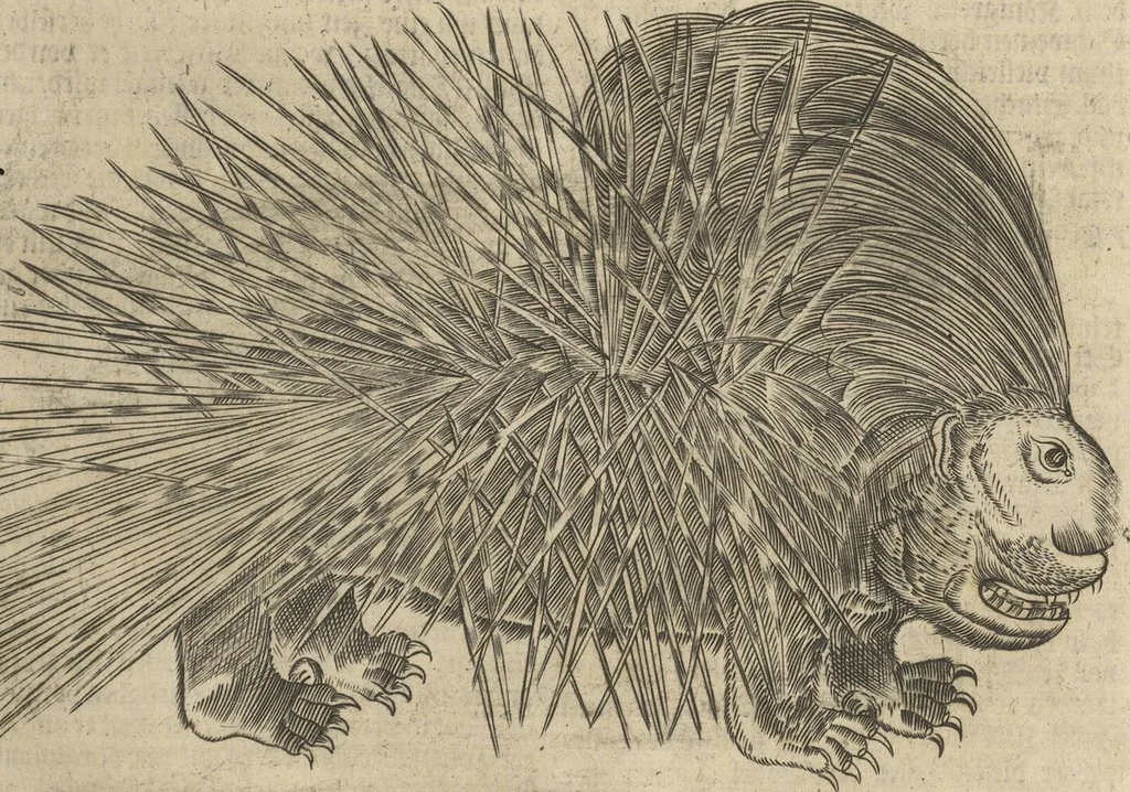 An illustration from Museum Museorum, Oder Vollständige Schau-Bühne Aller Materialien und Specereÿen: Nebst deren Natürlichen Beschreibung/ Election, Nutzen und Gebrauch/ Aus andern Material- Kunst- und Naturalien-Kammern/ Oost- und West-Indischen Reiß-Beschreibungen/ Curiosen Zeit- und Tag-Registern/ Natur- und Artzney-Kündigern/ wie auch selbst-eigenen Erfahrung ..., 1704, leaf 491