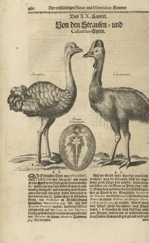 An illustration from Museum Museorum, Oder Vollständige Schau-Bühne Aller Materialien und Specereÿen: Nebst deren Natürlichen Beschreibung/ Election, Nutzen und Gebrauch/ Aus andern Material- Kunst- und Naturalien-Kammern/ Oost- und West-Indischen Reiß-Beschreibungen/ Curiosen Zeit- und Tag-Registern/ Natur- und Artzney-Kündigern/ wie auch selbst-eigenen Erfahrung ..., 1704, leaf 496