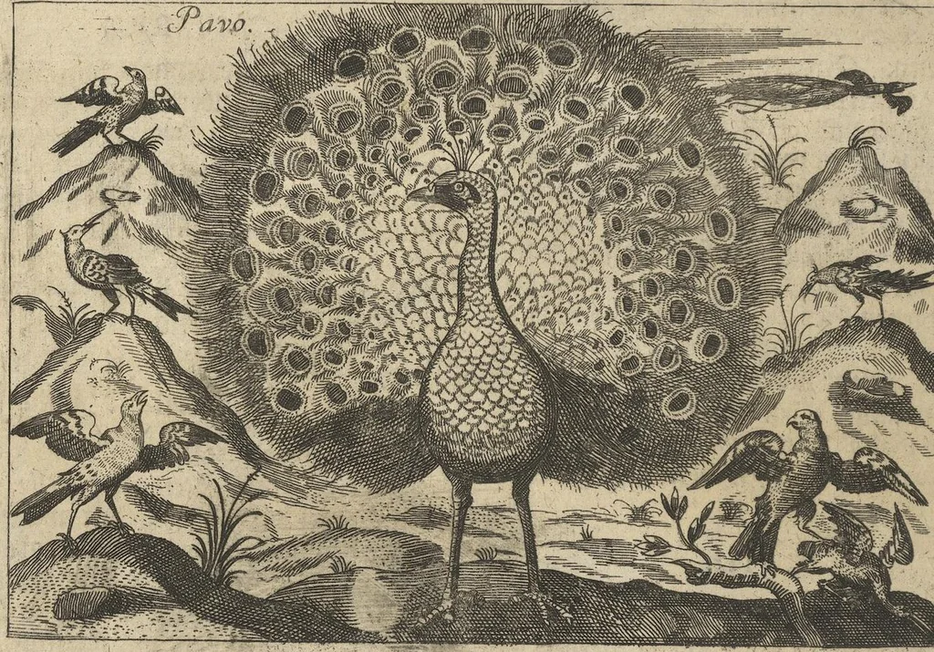 An illustration from Museum Museorum, Oder Vollständige Schau-Bühne Aller Materialien und Specereÿen: Nebst deren Natürlichen Beschreibung/ Election, Nutzen und Gebrauch/ Aus andern Material- Kunst- und Naturalien-Kammern/ Oost- und West-Indischen Reiß-Beschreibungen/ Curiosen Zeit- und Tag-Registern/ Natur- und Artzney-Kündigern/ wie auch selbst-eigenen Erfahrung ..., 1704, leaf 498