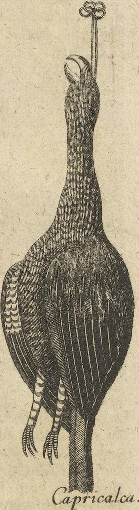 An illustration from Museum Museorum, Oder Vollständige Schau-Bühne Aller Materialien und Specereÿen: Nebst deren Natürlichen Beschreibung/ Election, Nutzen und Gebrauch/ Aus andern Material- Kunst- und Naturalien-Kammern/ Oost- und West-Indischen Reiß-Beschreibungen/ Curiosen Zeit- und Tag-Registern/ Natur- und Artzney-Kündigern/ wie auch selbst-eigenen Erfahrung ..., 1704, leaf 501