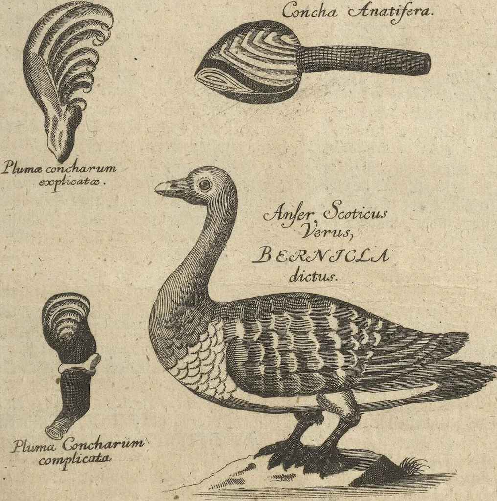 An illustration from Museum Museorum, Oder Vollständige Schau-Bühne Aller Materialien und Specereÿen: Nebst deren Natürlichen Beschreibung/ Election, Nutzen und Gebrauch/ Aus andern Material- Kunst- und Naturalien-Kammern/ Oost- und West-Indischen Reiß-Beschreibungen/ Curiosen Zeit- und Tag-Registern/ Natur- und Artzney-Kündigern/ wie auch selbst-eigenen Erfahrung ..., 1704, leaf 501