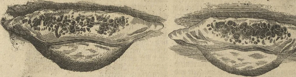 An illustration from Museum Museorum, Oder Vollständige Schau-Bühne Aller Materialien und Specereÿen: Nebst deren Natürlichen Beschreibung/ Election, Nutzen und Gebrauch/ Aus andern Material- Kunst- und Naturalien-Kammern/ Oost- und West-Indischen Reiß-Beschreibungen/ Curiosen Zeit- und Tag-Registern/ Natur- und Artzney-Kündigern/ wie auch selbst-eigenen Erfahrung ..., 1704, leaf 504