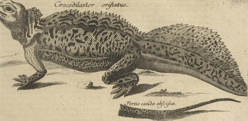 An illustration from Museum Museorum, Oder Vollständige Schau-Bühne Aller Materialien und Specereÿen: Nebst deren Natürlichen Beschreibung/ Election, Nutzen und Gebrauch/ Aus andern Material- Kunst- und Naturalien-Kammern/ Oost- und West-Indischen Reiß-Beschreibungen/ Curiosen Zeit- und Tag-Registern/ Natur- und Artzney-Kündigern/ wie auch selbst-eigenen Erfahrung ..., 1704, leaf 507