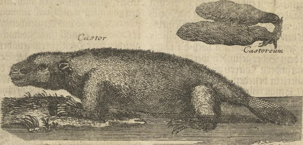 An illustration from Museum Museorum, Oder Vollständige Schau-Bühne Aller Materialien und Specereÿen: Nebst deren Natürlichen Beschreibung/ Election, Nutzen und Gebrauch/ Aus andern Material- Kunst- und Naturalien-Kammern/ Oost- und West-Indischen Reiß-Beschreibungen/ Curiosen Zeit- und Tag-Registern/ Natur- und Artzney-Kündigern/ wie auch selbst-eigenen Erfahrung ..., 1704, leaf 509