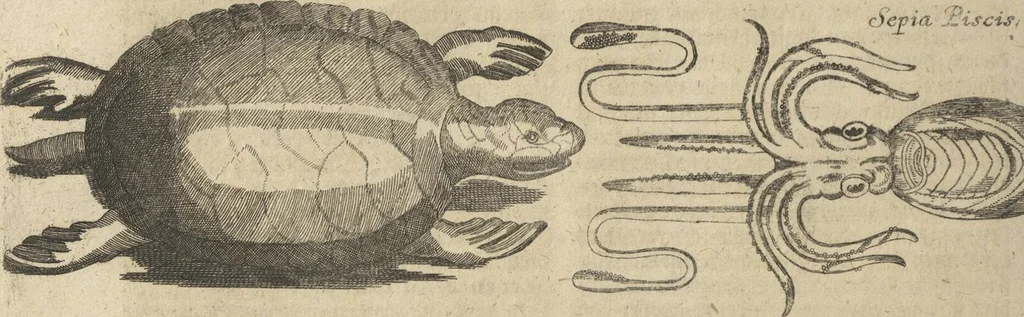An illustration from Museum Museorum, Oder Vollständige Schau-Bühne Aller Materialien und Specereÿen: Nebst deren Natürlichen Beschreibung/ Election, Nutzen und Gebrauch/ Aus andern Material- Kunst- und Naturalien-Kammern/ Oost- und West-Indischen Reiß-Beschreibungen/ Curiosen Zeit- und Tag-Registern/ Natur- und Artzney-Kündigern/ wie auch selbst-eigenen Erfahrung ..., 1704, leaf 520