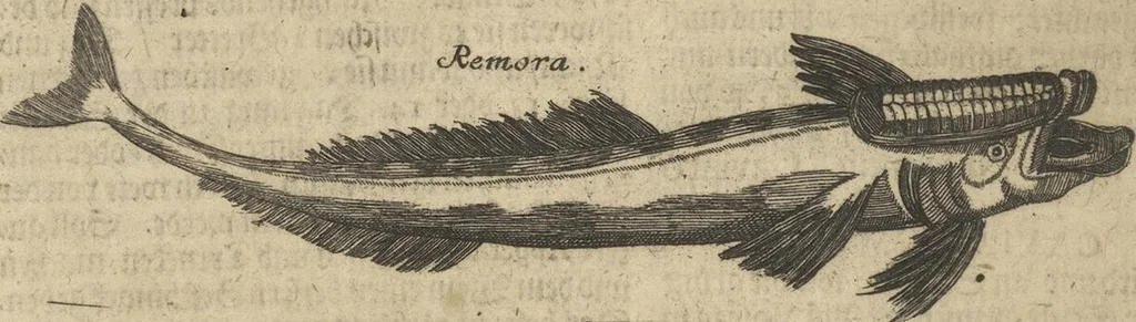An illustration from Museum Museorum, Oder Vollständige Schau-Bühne Aller Materialien und Specereÿen: Nebst deren Natürlichen Beschreibung/ Election, Nutzen und Gebrauch/ Aus andern Material- Kunst- und Naturalien-Kammern/ Oost- und West-Indischen Reiß-Beschreibungen/ Curiosen Zeit- und Tag-Registern/ Natur- und Artzney-Kündigern/ wie auch selbst-eigenen Erfahrung ..., 1704, leaf 524