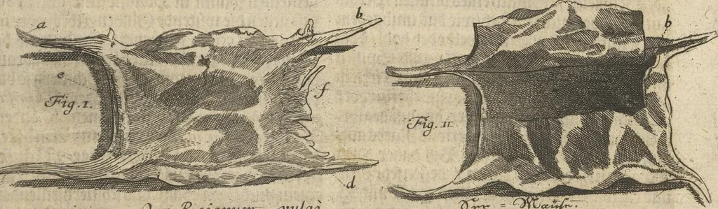 An illustration from Museum Museorum, Oder Vollständige Schau-Bühne Aller Materialien und Specereÿen: Nebst deren Natürlichen Beschreibung/ Election, Nutzen und Gebrauch/ Aus andern Material- Kunst- und Naturalien-Kammern/ Oost- und West-Indischen Reiß-Beschreibungen/ Curiosen Zeit- und Tag-Registern/ Natur- und Artzney-Kündigern/ wie auch selbst-eigenen Erfahrung ..., 1704, leaf 527