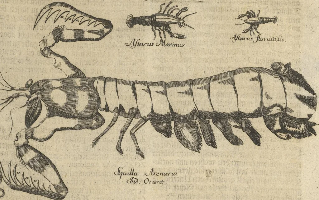 An illustration from Museum Museorum, Oder Vollständige Schau-Bühne Aller Materialien und Specereÿen: Nebst deren Natürlichen Beschreibung/ Election, Nutzen und Gebrauch/ Aus andern Material- Kunst- und Naturalien-Kammern/ Oost- und West-Indischen Reiß-Beschreibungen/ Curiosen Zeit- und Tag-Registern/ Natur- und Artzney-Kündigern/ wie auch selbst-eigenen Erfahrung ..., 1704, leaf 529