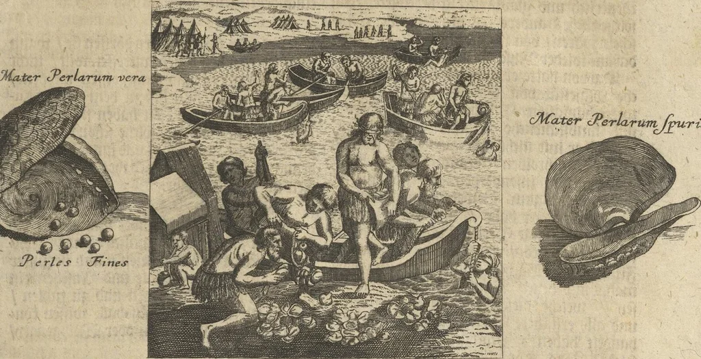An illustration from Museum Museorum, Oder Vollständige Schau-Bühne Aller Materialien und Specereÿen: Nebst deren Natürlichen Beschreibung/ Election, Nutzen und Gebrauch/ Aus andern Material- Kunst- und Naturalien-Kammern/ Oost- und West-Indischen Reiß-Beschreibungen/ Curiosen Zeit- und Tag-Registern/ Natur- und Artzney-Kündigern/ wie auch selbst-eigenen Erfahrung ..., 1704, leaf 531
