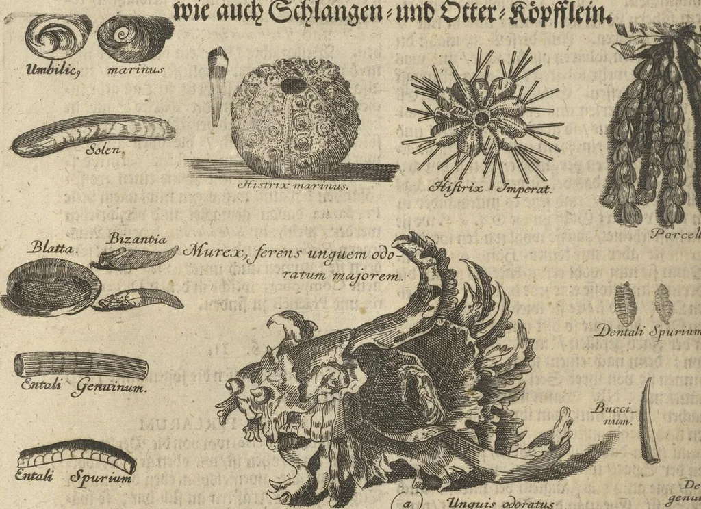 An illustration from Museum Museorum, Oder Vollständige Schau-Bühne Aller Materialien und Specereÿen: Nebst deren Natürlichen Beschreibung/ Election, Nutzen und Gebrauch/ Aus andern Material- Kunst- und Naturalien-Kammern/ Oost- und West-Indischen Reiß-Beschreibungen/ Curiosen Zeit- und Tag-Registern/ Natur- und Artzney-Kündigern/ wie auch selbst-eigenen Erfahrung ..., 1704, leaf 536