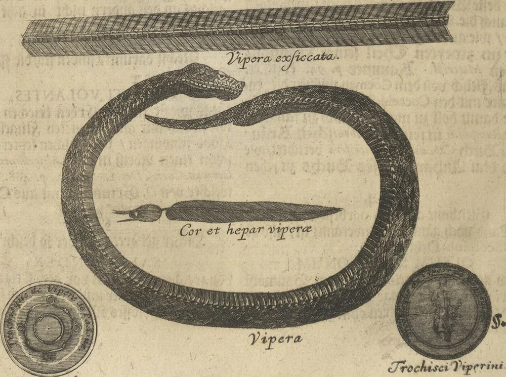 An illustration from Museum Museorum, Oder Vollständige Schau-Bühne Aller Materialien und Specereÿen: Nebst deren Natürlichen Beschreibung/ Election, Nutzen und Gebrauch/ Aus andern Material- Kunst- und Naturalien-Kammern/ Oost- und West-Indischen Reiß-Beschreibungen/ Curiosen Zeit- und Tag-Registern/ Natur- und Artzney-Kündigern/ wie auch selbst-eigenen Erfahrung ..., 1704, leaf 540