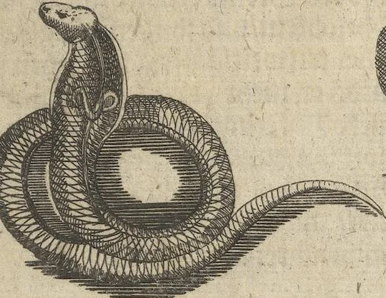 An illustration from Museum Museorum, Oder Vollständige Schau-Bühne Aller Materialien und Specereÿen: Nebst deren Natürlichen Beschreibung/ Election, Nutzen und Gebrauch/ Aus andern Material- Kunst- und Naturalien-Kammern/ Oost- und West-Indischen Reiß-Beschreibungen/ Curiosen Zeit- und Tag-Registern/ Natur- und Artzney-Kündigern/ wie auch selbst-eigenen Erfahrung ..., 1704, leaf 543