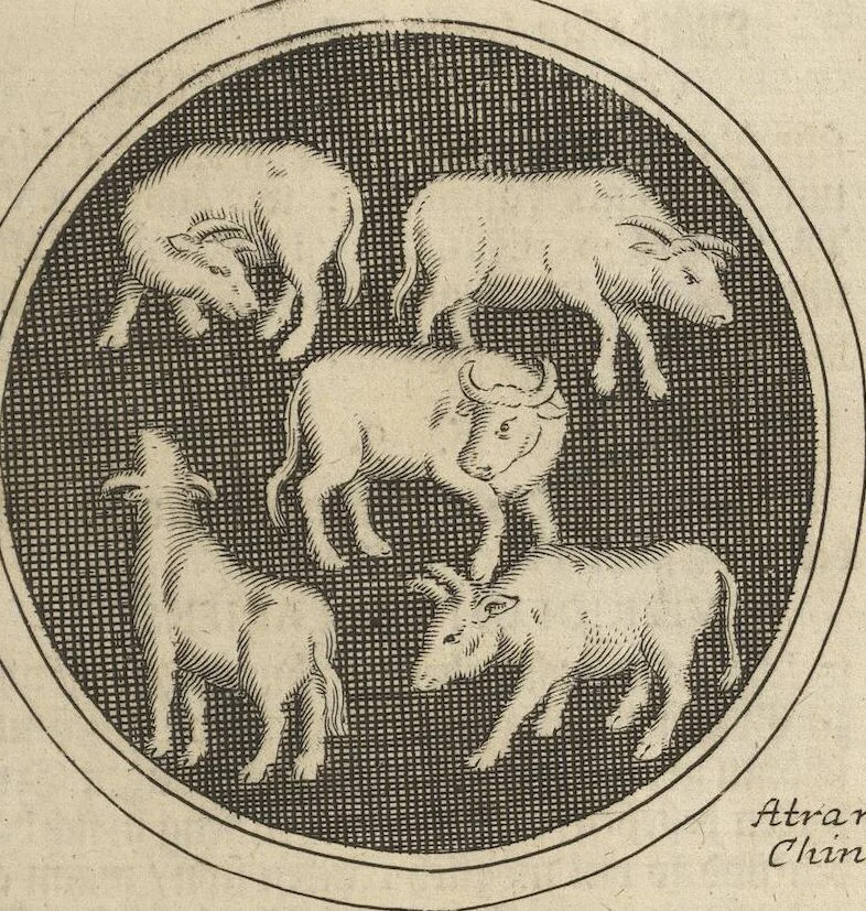 An illustration from Museum Museorum, Oder Vollständige Schau-Bühne Aller Materialien und Specereÿen: Nebst deren Natürlichen Beschreibung/ Election, Nutzen und Gebrauch/ Aus andern Material- Kunst- und Naturalien-Kammern/ Oost- und West-Indischen Reiß-Beschreibungen/ Curiosen Zeit- und Tag-Registern/ Natur- und Artzney-Kündigern/ wie auch selbst-eigenen Erfahrung ..., 1704, leaf 55