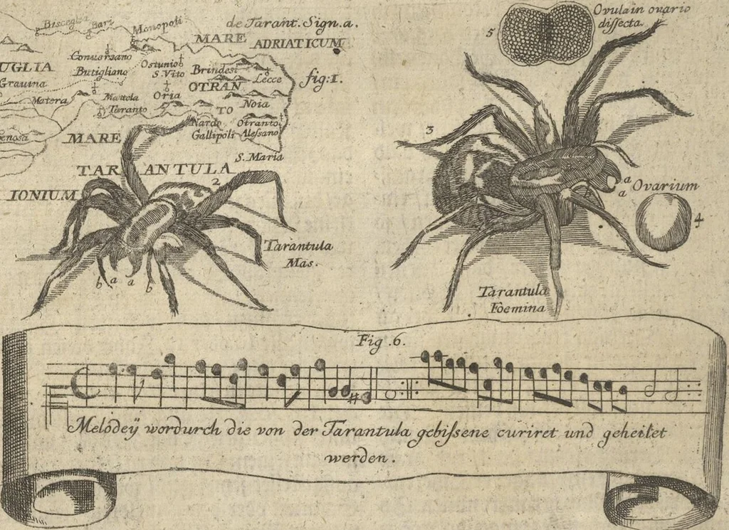 An illustration from Museum Museorum, Oder Vollständige Schau-Bühne Aller Materialien und Specereÿen: Nebst deren Natürlichen Beschreibung/ Election, Nutzen und Gebrauch/ Aus andern Material- Kunst- und Naturalien-Kammern/ Oost- und West-Indischen Reiß-Beschreibungen/ Curiosen Zeit- und Tag-Registern/ Natur- und Artzney-Kündigern/ wie auch selbst-eigenen Erfahrung ..., 1704, leaf 550