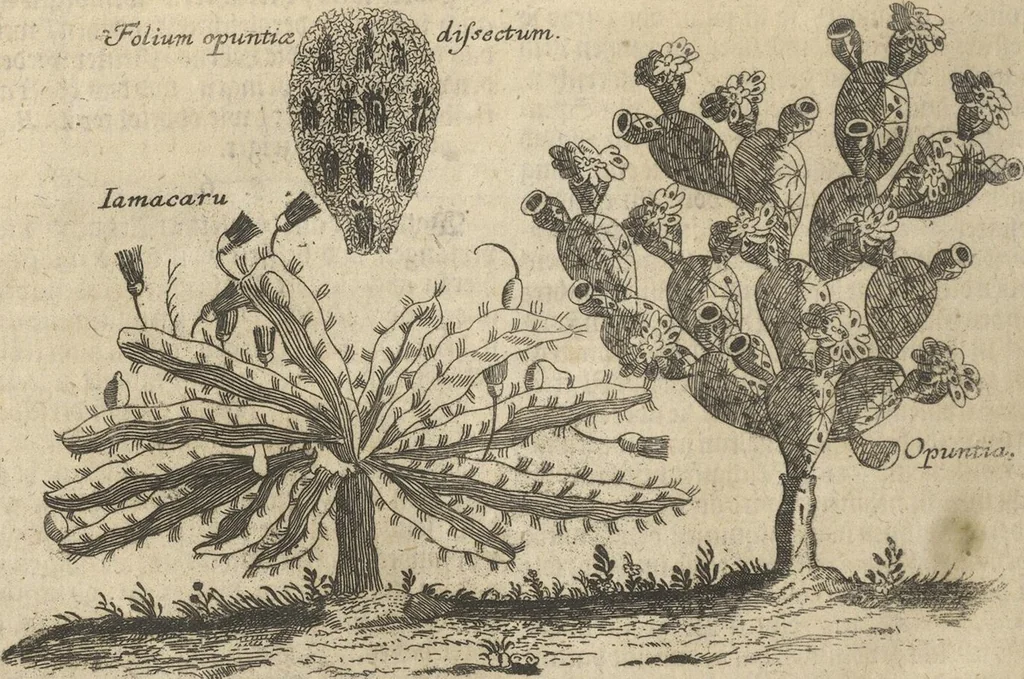 An illustration from Museum Museorum, Oder Vollständige Schau-Bühne Aller Materialien und Specereÿen: Nebst deren Natürlichen Beschreibung/ Election, Nutzen und Gebrauch/ Aus andern Material- Kunst- und Naturalien-Kammern/ Oost- und West-Indischen Reiß-Beschreibungen/ Curiosen Zeit- und Tag-Registern/ Natur- und Artzney-Kündigern/ wie auch selbst-eigenen Erfahrung ..., 1704, leaf 552