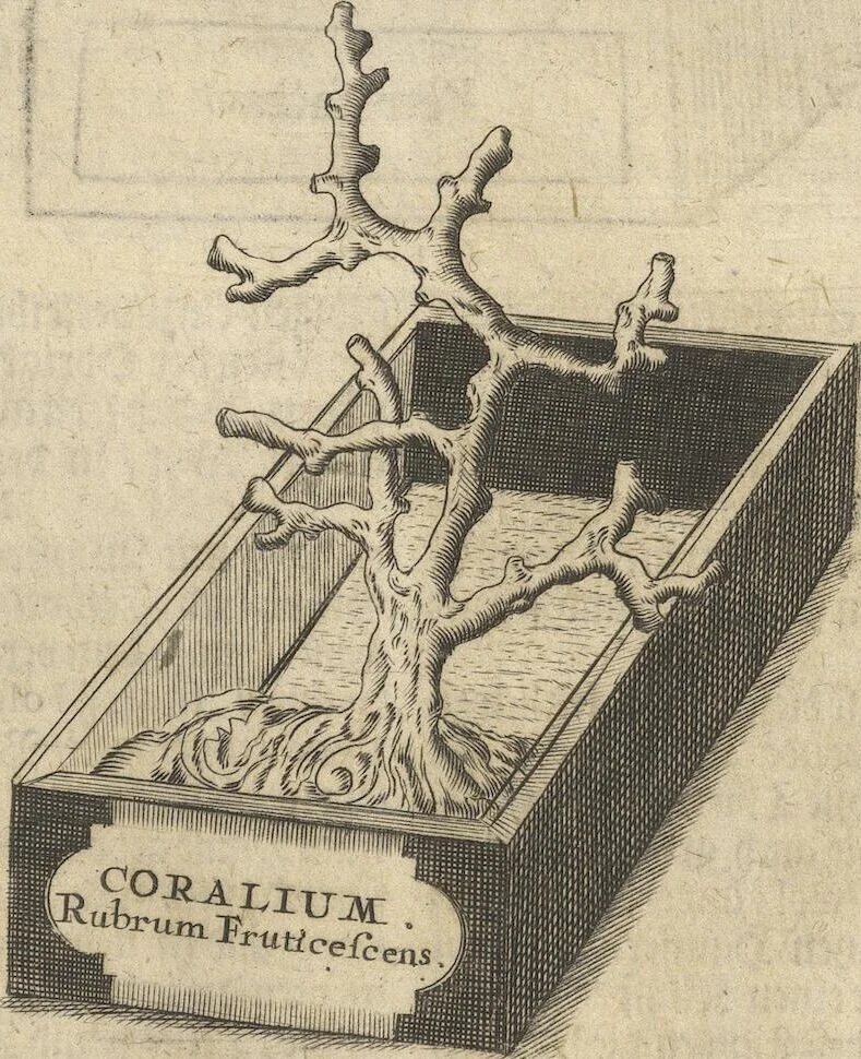An illustration from Museum Museorum, Oder Vollständige Schau-Bühne Aller Materialien und Specereÿen: Nebst deren Natürlichen Beschreibung/ Election, Nutzen und Gebrauch/ Aus andern Material- Kunst- und Naturalien-Kammern/ Oost- und West-Indischen Reiß-Beschreibungen/ Curiosen Zeit- und Tag-Registern/ Natur- und Artzney-Kündigern/ wie auch selbst-eigenen Erfahrung ..., 1704, leaf 577