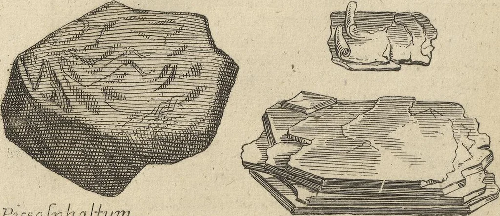 An illustration from Museum Museorum, Oder Vollständige Schau-Bühne Aller Materialien und Specereÿen: Nebst deren Natürlichen Beschreibung/ Election, Nutzen und Gebrauch/ Aus andern Material- Kunst- und Naturalien-Kammern/ Oost- und West-Indischen Reiß-Beschreibungen/ Curiosen Zeit- und Tag-Registern/ Natur- und Artzney-Kündigern/ wie auch selbst-eigenen Erfahrung ..., 1704, leaf 66