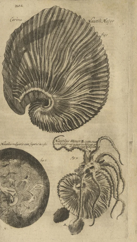 An illustration from Museum Museorum, Oder Vollständige Schau-Bühne Aller Materialien und Specereÿen: Nebst deren Natürlichen Beschreibung/ Election, Nutzen und Gebrauch/ Aus andern Material- Kunst- und Naturalien-Kammern/ Oost- und West-Indischen Reiß-Beschreibungen/ Curiosen Zeit- und Tag-Registern/ Natur- und Artzney-Kündigern/ wie auch selbst-eigenen Erfahrung ..., 1704, leaf 699