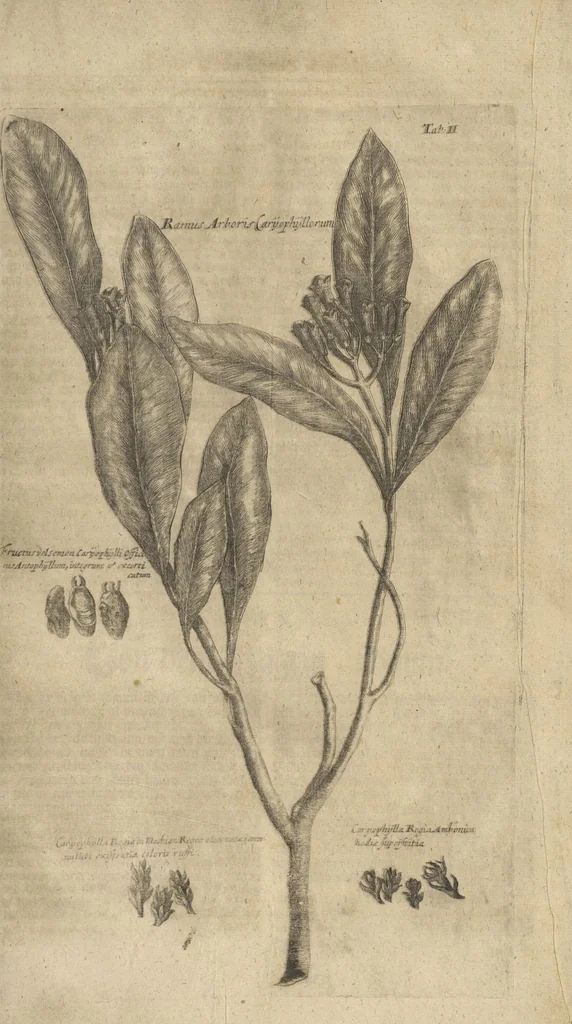 An illustration from Museum Museorum, Oder Vollständige Schau-Bühne Aller Materialien und Specereÿen: Nebst deren Natürlichen Beschreibung/ Election, Nutzen und Gebrauch/ Aus andern Material- Kunst- und Naturalien-Kammern/ Oost- und West-Indischen Reiß-Beschreibungen/ Curiosen Zeit- und Tag-Registern/ Natur- und Artzney-Kündigern/ wie auch selbst-eigenen Erfahrung ..., 1704, leaf 719