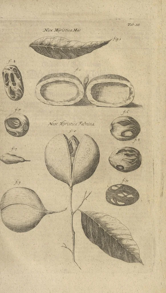 An illustration from Museum Museorum, Oder Vollständige Schau-Bühne Aller Materialien und Specereÿen: Nebst deren Natürlichen Beschreibung/ Election, Nutzen und Gebrauch/ Aus andern Material- Kunst- und Naturalien-Kammern/ Oost- und West-Indischen Reiß-Beschreibungen/ Curiosen Zeit- und Tag-Registern/ Natur- und Artzney-Kündigern/ wie auch selbst-eigenen Erfahrung ..., 1704, leaf 725