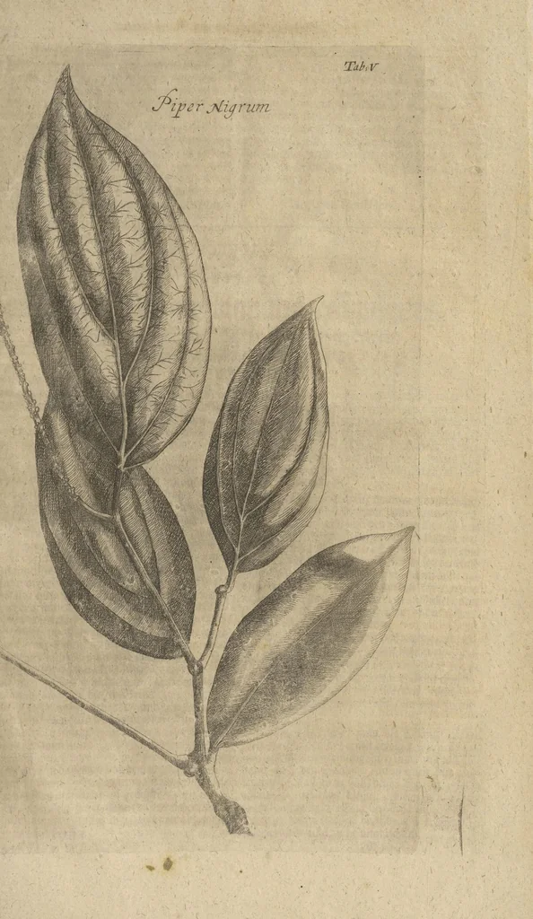 An illustration from Museum Museorum, Oder Vollständige Schau-Bühne Aller Materialien und Specereÿen: Nebst deren Natürlichen Beschreibung/ Election, Nutzen und Gebrauch/ Aus andern Material- Kunst- und Naturalien-Kammern/ Oost- und West-Indischen Reiß-Beschreibungen/ Curiosen Zeit- und Tag-Registern/ Natur- und Artzney-Kündigern/ wie auch selbst-eigenen Erfahrung ..., 1704, leaf 740
