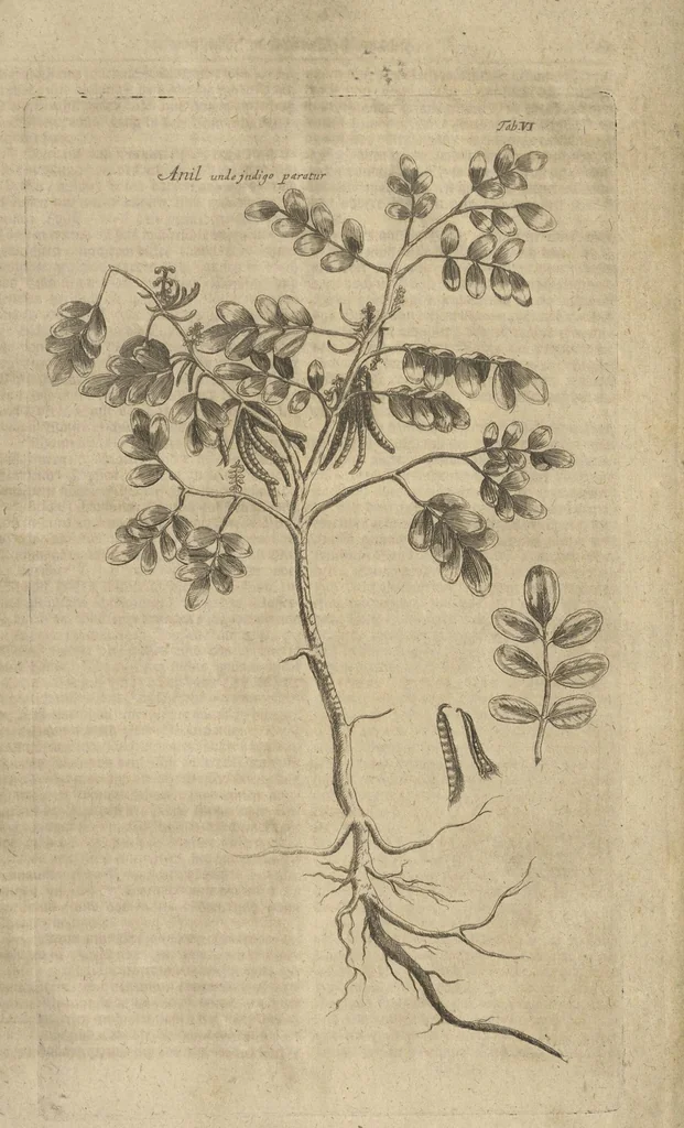 An illustration from Museum Museorum, Oder Vollständige Schau-Bühne Aller Materialien und Specereÿen: Nebst deren Natürlichen Beschreibung/ Election, Nutzen und Gebrauch/ Aus andern Material- Kunst- und Naturalien-Kammern/ Oost- und West-Indischen Reiß-Beschreibungen/ Curiosen Zeit- und Tag-Registern/ Natur- und Artzney-Kündigern/ wie auch selbst-eigenen Erfahrung ..., 1704, leaf 744