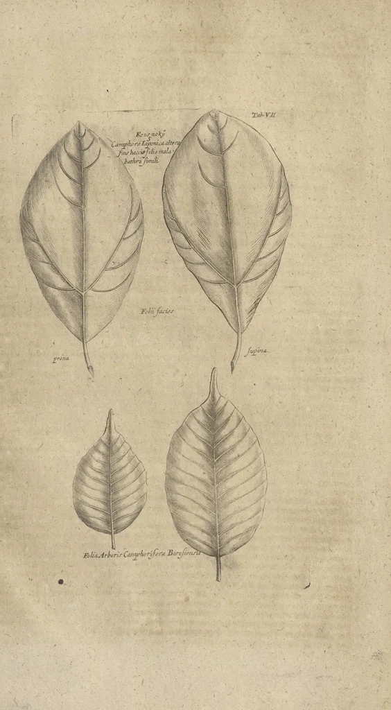 An illustration from Museum Museorum, Oder Vollständige Schau-Bühne Aller Materialien und Specereÿen: Nebst deren Natürlichen Beschreibung/ Election, Nutzen und Gebrauch/ Aus andern Material- Kunst- und Naturalien-Kammern/ Oost- und West-Indischen Reiß-Beschreibungen/ Curiosen Zeit- und Tag-Registern/ Natur- und Artzney-Kündigern/ wie auch selbst-eigenen Erfahrung ..., 1704, leaf 752
