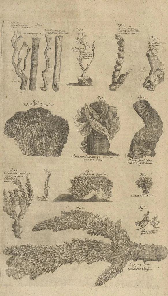 An illustration from Museum Museorum, Oder Vollständige Schau-Bühne Aller Materialien und Specereÿen: Nebst deren Natürlichen Beschreibung/ Election, Nutzen und Gebrauch/ Aus andern Material- Kunst- und Naturalien-Kammern/ Oost- und West-Indischen Reiß-Beschreibungen/ Curiosen Zeit- und Tag-Registern/ Natur- und Artzney-Kündigern/ wie auch selbst-eigenen Erfahrung ..., 1704, leaf 764