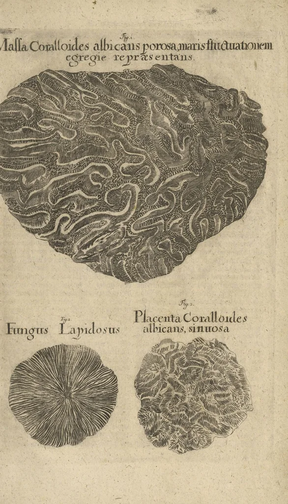 An illustration from Museum Museorum, Oder Vollständige Schau-Bühne Aller Materialien und Specereÿen: Nebst deren Natürlichen Beschreibung/ Election, Nutzen und Gebrauch/ Aus andern Material- Kunst- und Naturalien-Kammern/ Oost- und West-Indischen Reiß-Beschreibungen/ Curiosen Zeit- und Tag-Registern/ Natur- und Artzney-Kündigern/ wie auch selbst-eigenen Erfahrung ..., 1704, leaf 774
